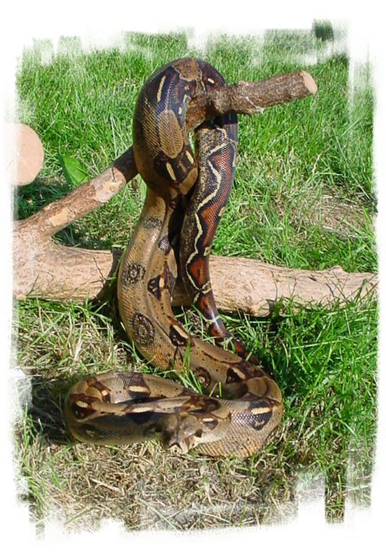 0.1 Redtail