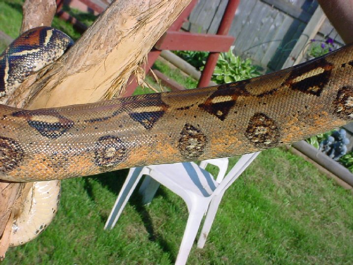 0.1 Redtail pic 2