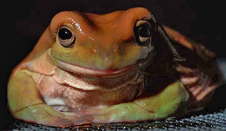 dunmpy w fill flash