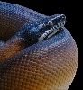 White Lipped Python