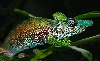 Bradypodion xenorhinus