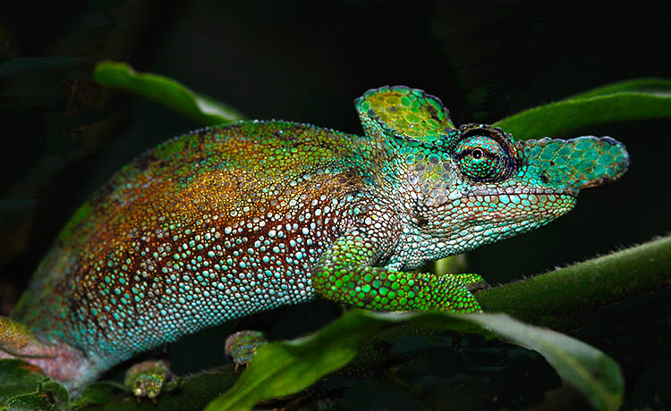 Bradypodion xenorhinus