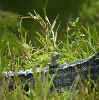 Baby Back Gator