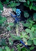 Acanthocerus atricollis - Blue Headed Tree Agama