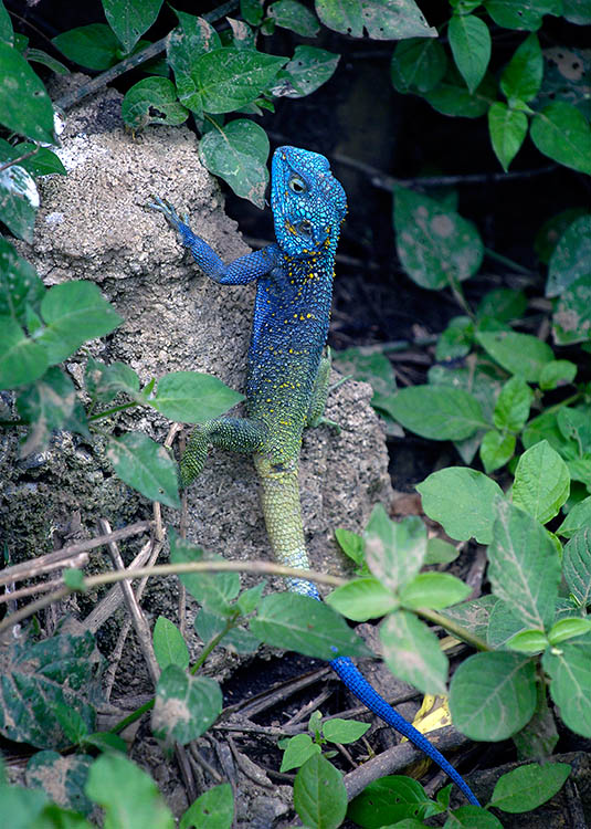 Acanthocerus atricollis - Blue Headed Tree Agama