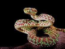 Trimeresurus venustus, Kanburian Bamboo Viper