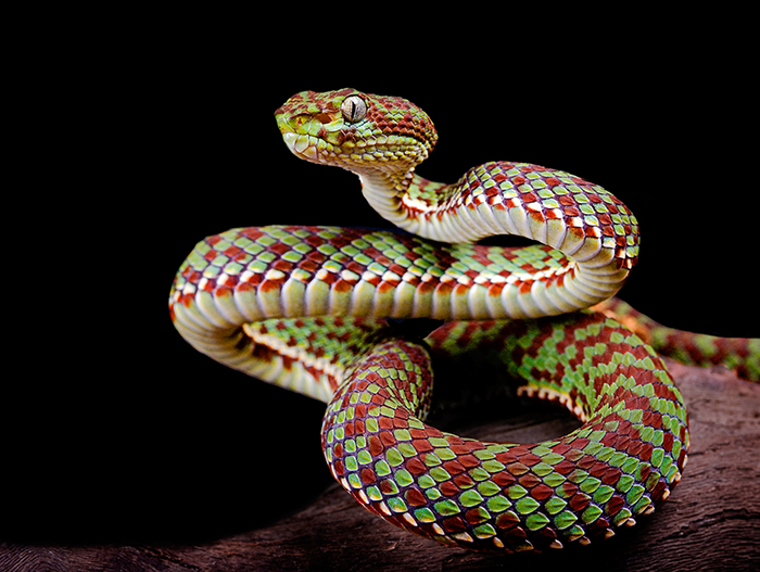 Trimeresurus venustus, Kanburian Bamboo Viper