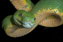 Green Tree Python