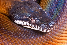 White Lipped Python