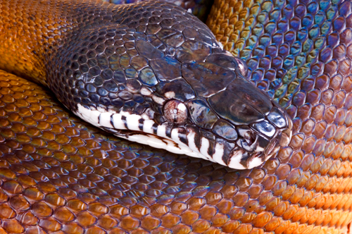 White Lipped Python