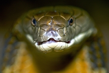 King Cobra