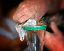 Rattlesnake Milking