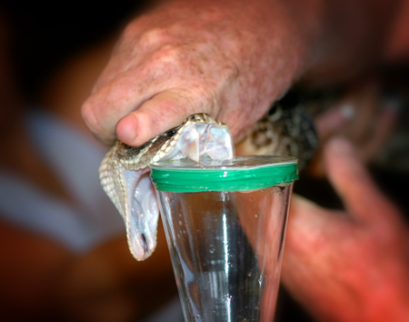 Rattlesnake Milking