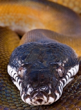 White Lipped Python