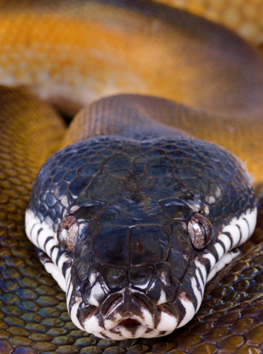 White Lipped Python