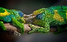 Male Chamaeleo johnstoni