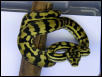 female banded