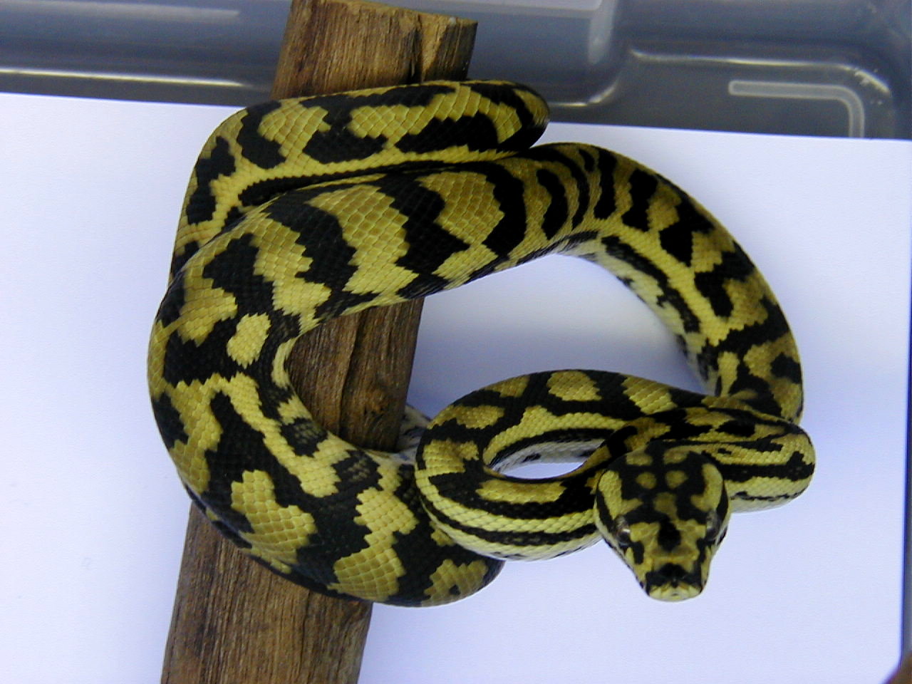female banded