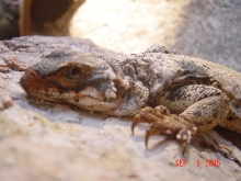female 1