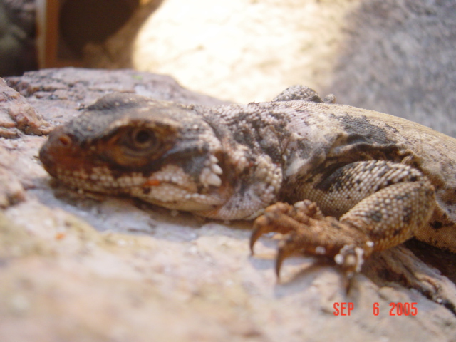 female 1