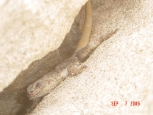 wild SM female chuck