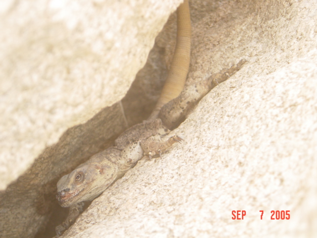 wild SM female chuck