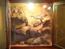 New chuckwalla cage