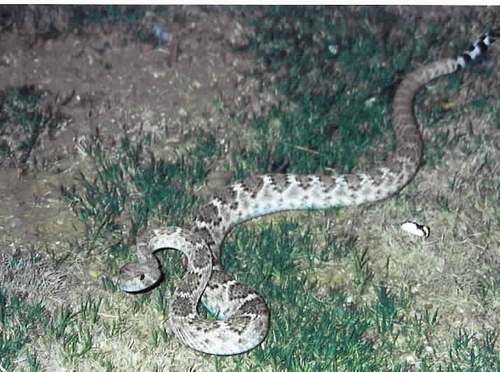 rattle