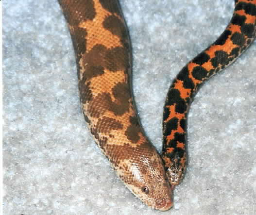 Sandboa pair