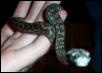 Dyson the carpet python
