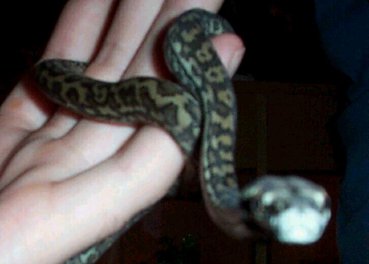 Dyson the carpet python