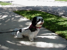 Colby