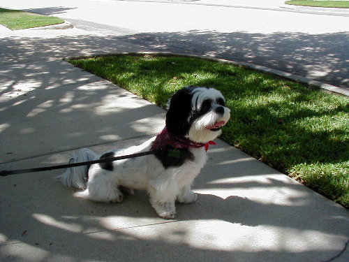 Colby