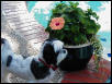 Colby/hibiscus