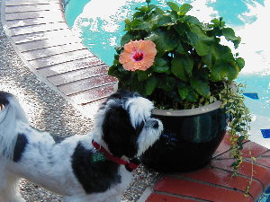 Colby/hibiscus