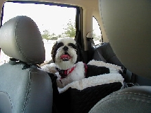 CarSeat