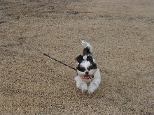 run like the wind