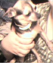 Betsy My Little Momma Dog