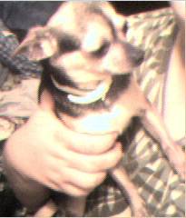 Betsy My Little Momma Dog