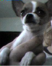 Trouble Being So Cute