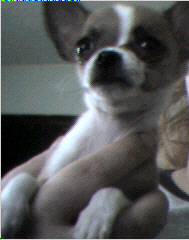 Trouble Being So Cute
