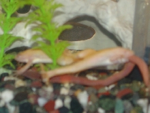 ACF's trying to eat a worm!