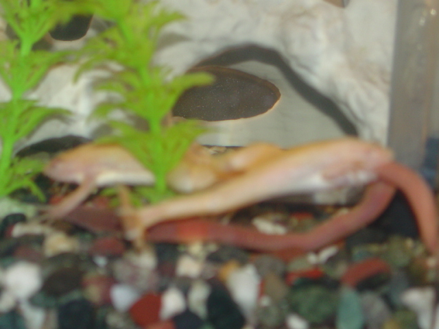 ACF's trying to eat a worm!