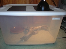 rosy  boa cage
