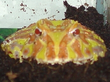 My Pacman