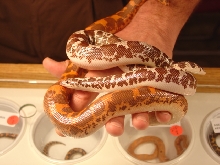 SOME SAND BOA'S FROM THE REPTILE EXPO!