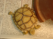 Odd Sulcata Shell