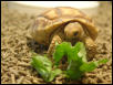 My Sulcata