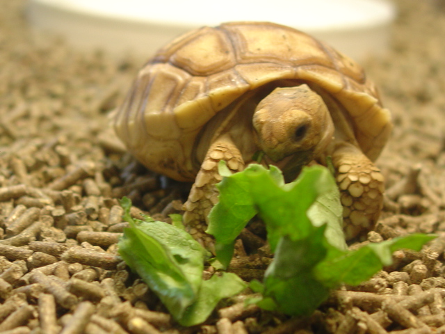 My Sulcata