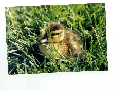My rescuee baby
